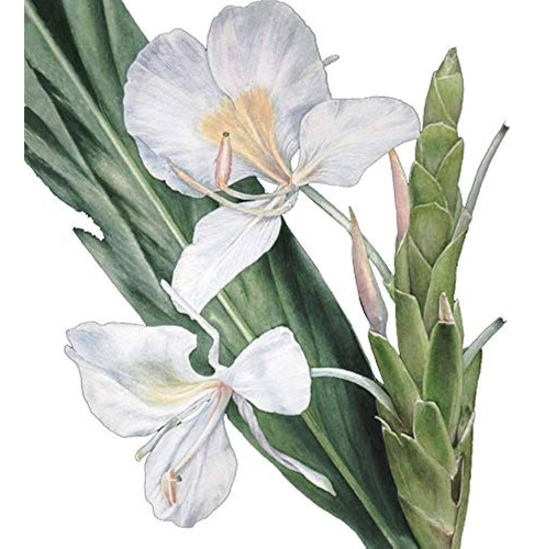 Hedychium Coronarium (caña De  Ambar) Exquisito Perfume !