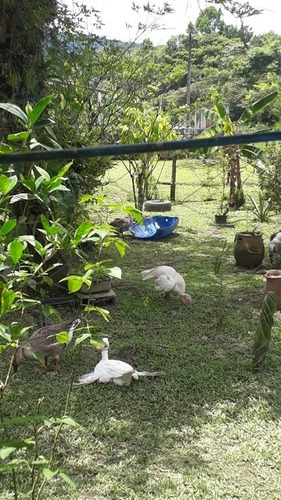 Rural Para Venda, 2 Dormitórios, Parque Da Alvorada - Itanhaém - 12420