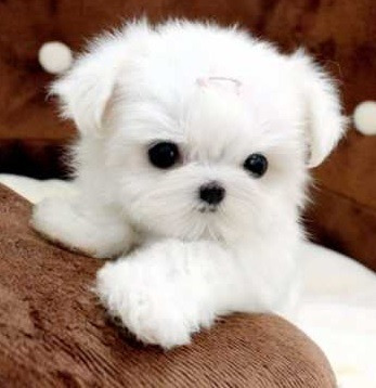 Bichon Maltes Cachorro 2 Meses Bebe Mercado Libre Bichon Maltes Cachorro 2 Meses Bebe Mercado Libre
