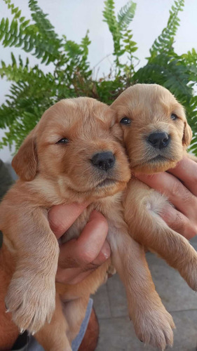 Imagem 5 de 5 de Golden Retriever Super Promoção