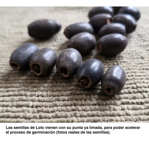 Semillas Flor De Loto Púrpura Alta Germinación 10 Uds.