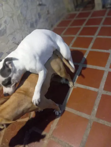 Pitbull Cachorros