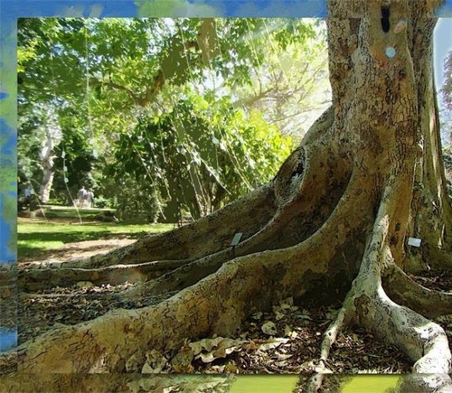 Sementes Figo De Cacho Ficus Racemosa Árvore Frutas P/ Mudas