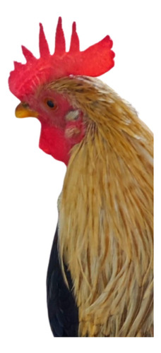 Gallinas De La Pasión