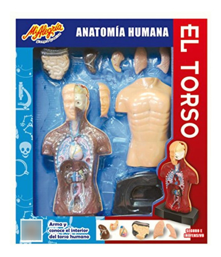 Mi Alegría Kit Ciencia Anatomía Humana El Torso