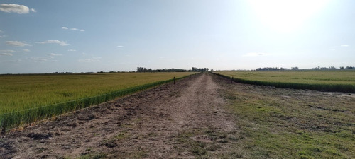Campo Mixto En Alvear Saladillo 118 Hectareas Ganadera Y Agricola