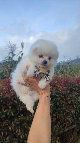 Pomerania Cara De Zorro Y Cara De Oso Leer Descripción 900v.