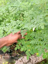 Comprar Plantas De Moringa Oleífera Forrajera