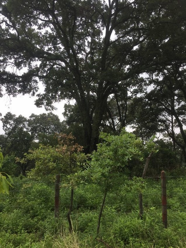 Imagen 2 de 6 de Terreno Campestre En Santa María Ahuacatitlán / Cuernavaca - Maz-126-tca