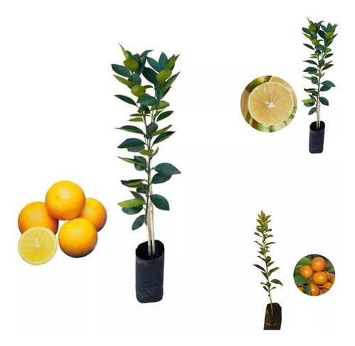 Kit 3 Mudas (1 Laranja Champanhe, 1 Laranja Lima E 1 Kinkan)
