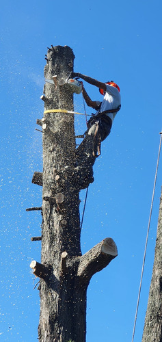 Imagen 8 de 10 de Poda En Altura - Extracciones - Tala De Arboles - Poda Gral!