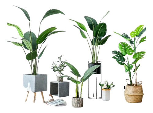 Plantas De Lujo Con Maceta Incluida