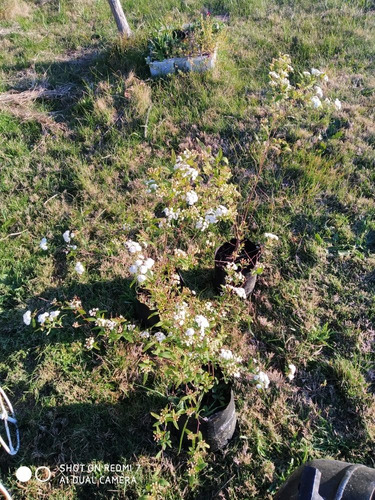 Planta Coronita De Novia 