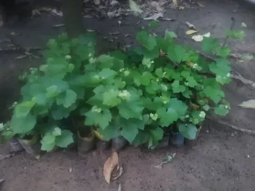 Plantas De Uva Morada Criolla