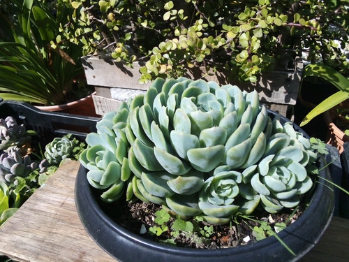 Imagen 2 de 9 de Echeveria Elegans Rosa De Alabastro - Colonia Adulta 8p