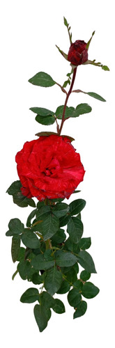 2 Rosas - Rosales De 60cm Elige El Color Que Te Guste
