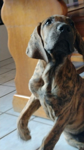 Imagem 2 de 4 de Filhote Fila Brasileiro