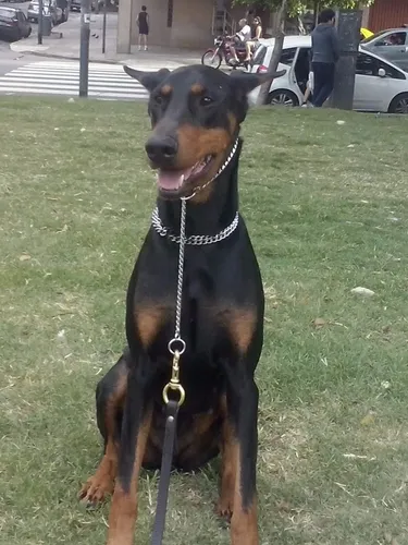 Adiestramiento Canino Profesional - Jorge Arazi