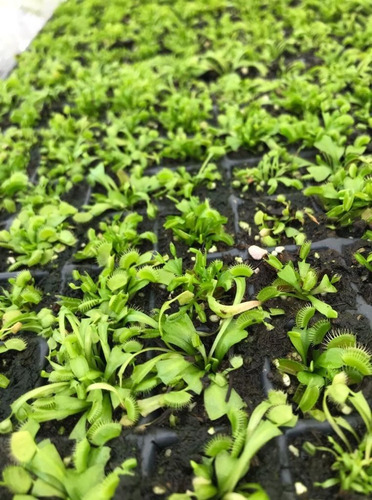 Imagen 4 de 4 de Charola Venus Atrapamoscas (100 Plantas) / Vitroplant