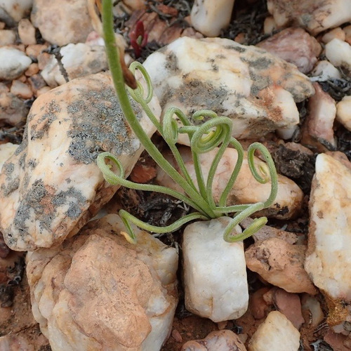 10 Semillas De Albuca Spiralis