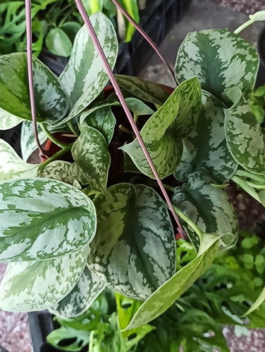 Pothus Silver - Plantas De Interior