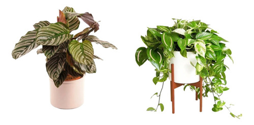 Calathea Terciopelo