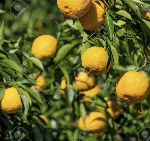 50 Semillas De Limon Yuzu