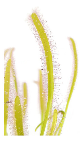 Plantas Carnívoras: Drosera Capensis Alba