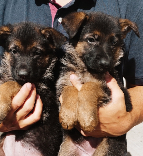 Imagen 6 de 10 de Cachorros Ovejero Alemán