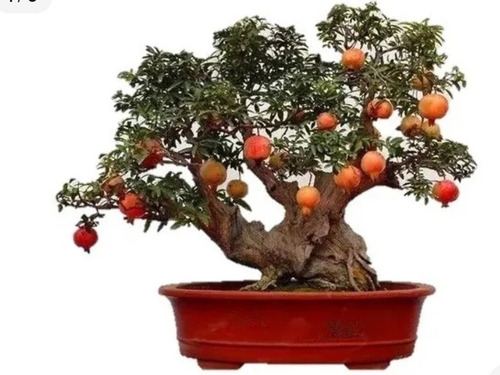 Bonsai De Romã Com Frutos 5 Anos C/ Vaso Já Fertilizada.