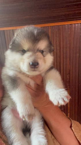 Preciosos Cachorros Alaskan Malamute Hijos De Padres Registr