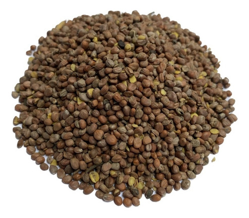 Sementes Nabo Forrageiro + Feijão Guandú + Leucena