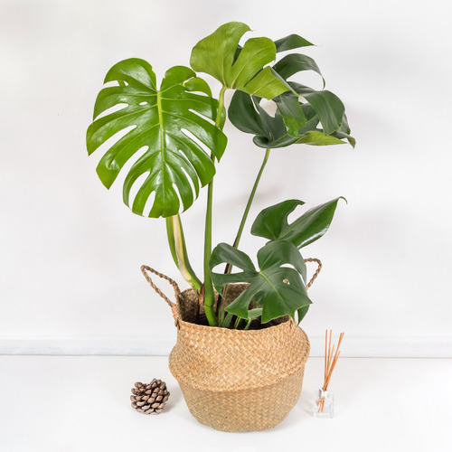 Plantas Interior - Monstera Deliciosa Xl