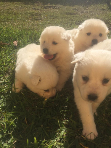 Samoyedo Raza Mascotas Rionegro Medellín Bogota Cali