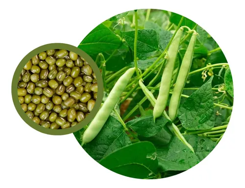 comprar Sementes De Feijao Mungo P Plantio Pac C\u002F 500gr De Sementes