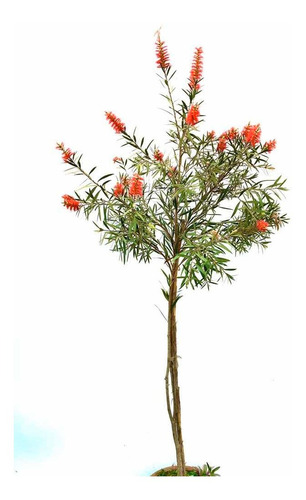 Callistemon Planta Árbol Flores Rojas Escobillon Cepillo