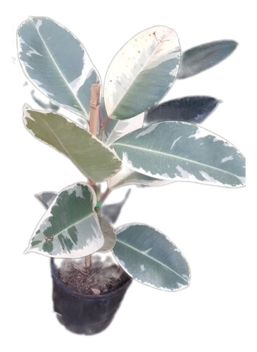 Ficus Elastico, Gomero 5lts