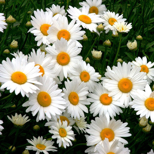40 Sementes De Shasta Daisy Alaska Flor Margarida