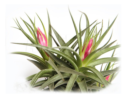 Thillandsia Bergeri X Recurvifolia Clavel Del Aire Epifita 