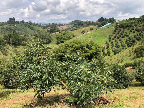 Imagen 18 de 23 de Encantadora Finca Aguacatera En Venta Marinilla