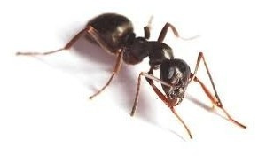 Imagen 2 de 5 de Fumigadoresgastronomico Cucarachas Ecologico X 1 Lt