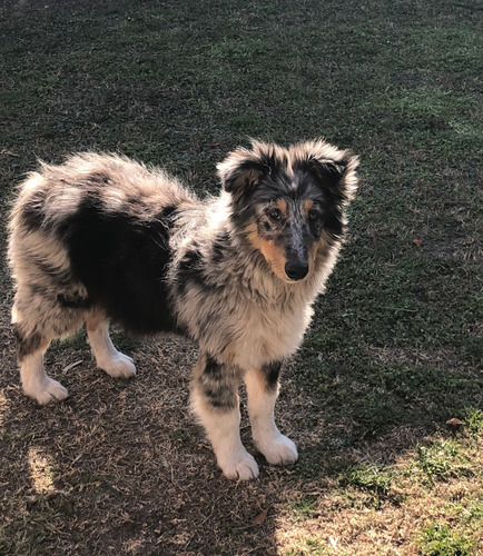 Cachorro Border Collie Blue Merle