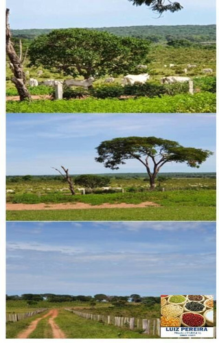 Imagem 9 de 14 de Fazenda À Venda Em Caampo Grande -ms - De 3.417,48 Hectares (dupla Aptidão) - 1626