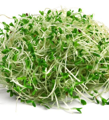 alfalfa y trébol Semillas de germinación Dúo sano 