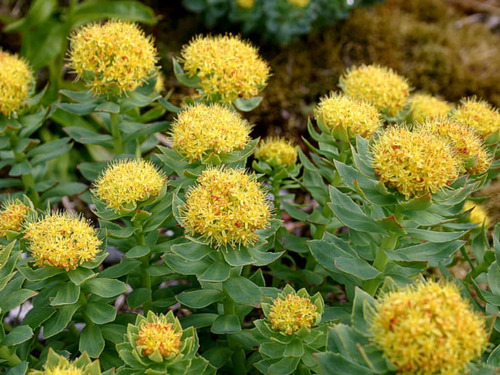 10 Semillas Auténtica Rhodiola Rosea Importadas Plantasi