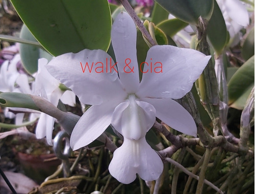 Cattleya Walkeriana Alba Rainha Da Canastra - Corte