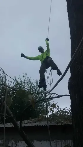 Poda De Árboles En Altura Extracciones. 1132866416