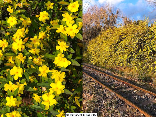 100 Sementes Jasmim Amarelo Com Manual De Cultivo