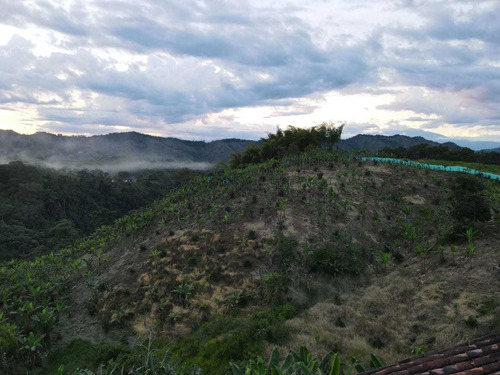 Imagen 29 de 30 de Venta De Finca En Pereira Vereda Combia .