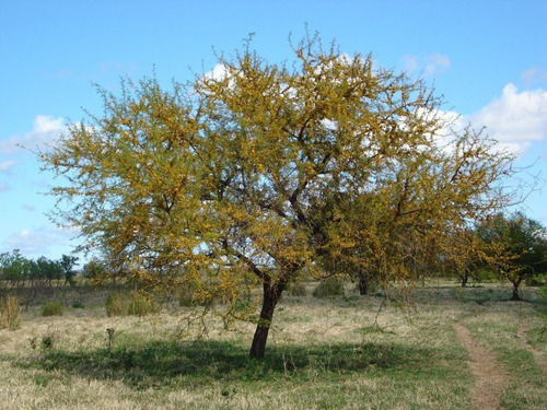 Semillas De Árbol Espinillo (aromito, Vachellia Caven) X100